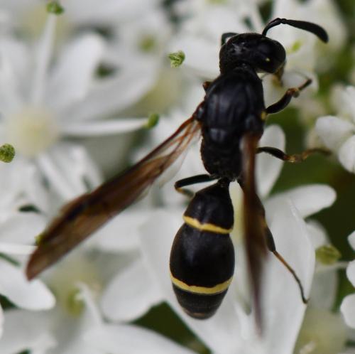 Réf. 288 011 : Symmorphus sp.